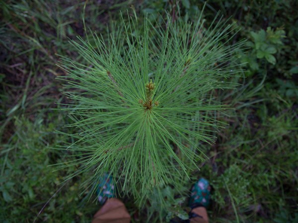 edited4Coastal Headwaters FL Amanda ODonoughue20180614 0518 edited4Coastal Headwaters FL Amanda ODonoughue20180614 0518