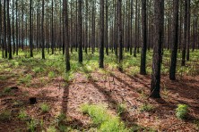 edited 2Coastal Headwaters FL  c  Amanda ODonoughue201807083   2 