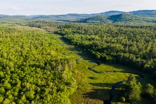 Chadbourne Forest ME  c  EcoPhotography 202006244  25  800x600