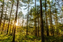 Chadbourne Forest ME  c  EcoPhotography 202006247  29  800x600