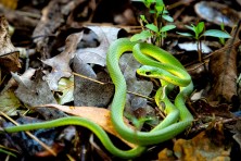 Protecting One of Atlantas Largest Mature Forests1