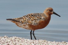 Red knot  c  Tom Benson edit