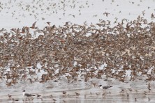 Red knots migrating  c  Ann Marie Morrison edit