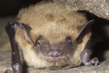 northern long eared bat  myotis septentrionalis  dave thomas