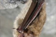 northern long earred bat  c  usfws  