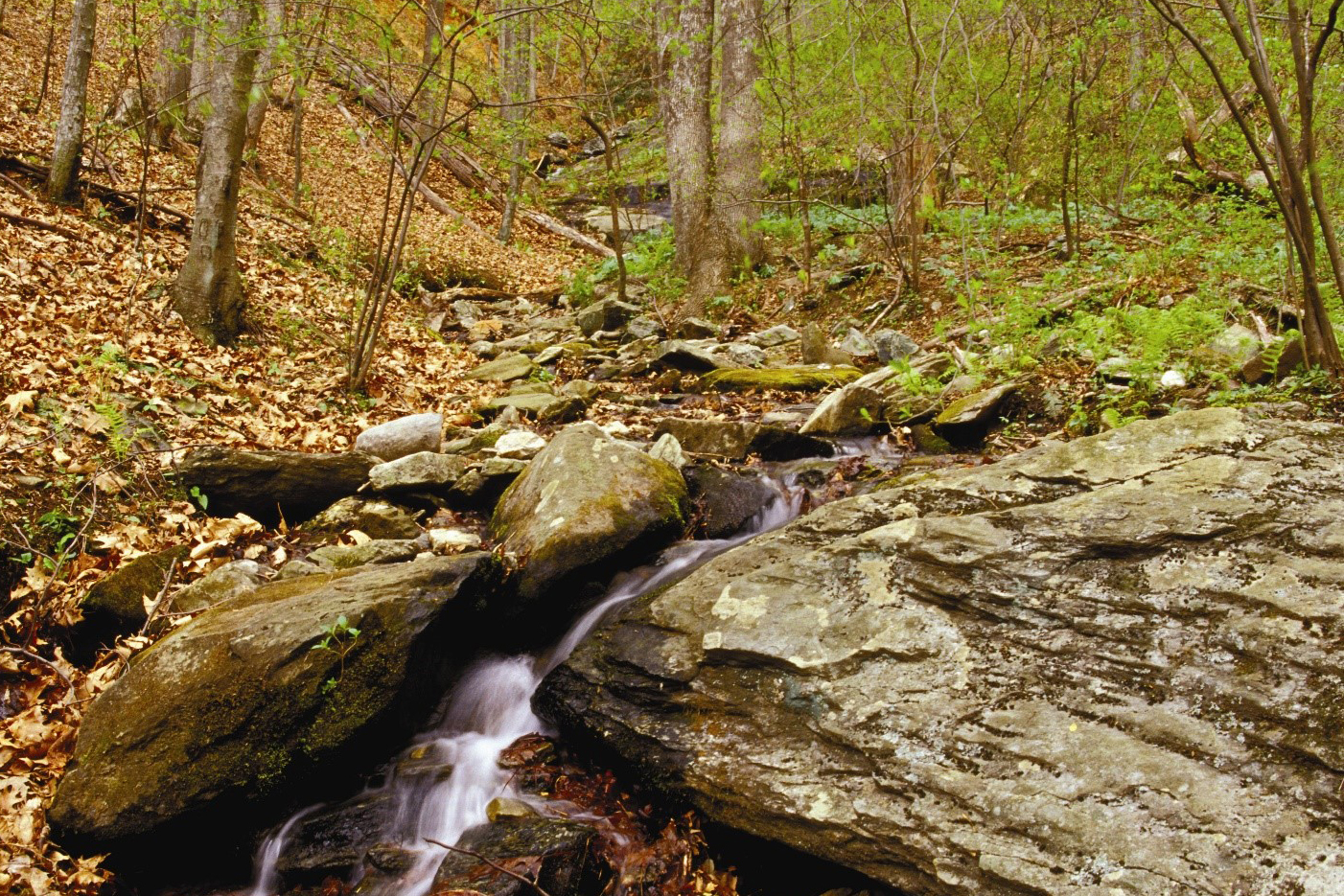 First Order Tributary on the Wellspring Mountain property. Photo courtesy of Piedmont Land Conservancy.