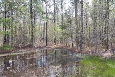 Kentuck Swamp at Blackwater NWR