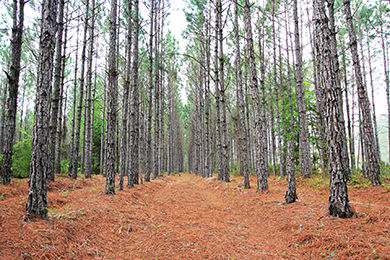 Apple and The Conservation Fund are protecting more than 36,000 acres of working forests across America. Photo by Whitney Flanagan, The Conservation Fund.