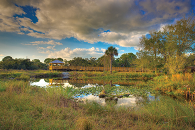 Photo courtesy of the Conservancy of Southewest Florida. 
