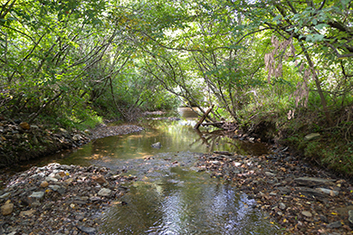 U.S. Forest Service file photo