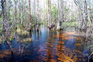 Lower Suwannee River basin. 
