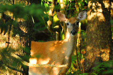 Curious white-tailed deer