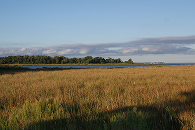 Eastern Neck NWR. Photo courtesy USFWS.