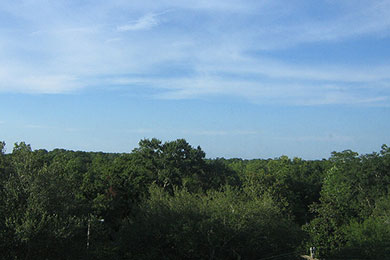 Forest in northern Florida. Photo by Freestone/Flickr 