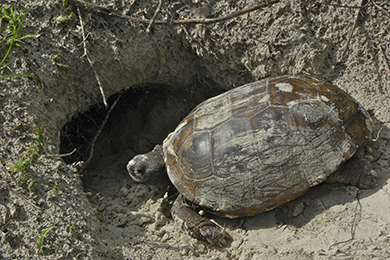 Gopher tortoise by burrow entrance. Photo by Linda May. Courtesy of Georgia DNR.