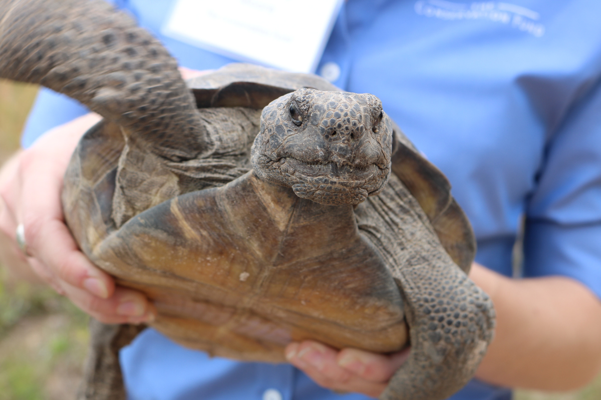 Gopher tortoise. Photo by Val Keefer. 