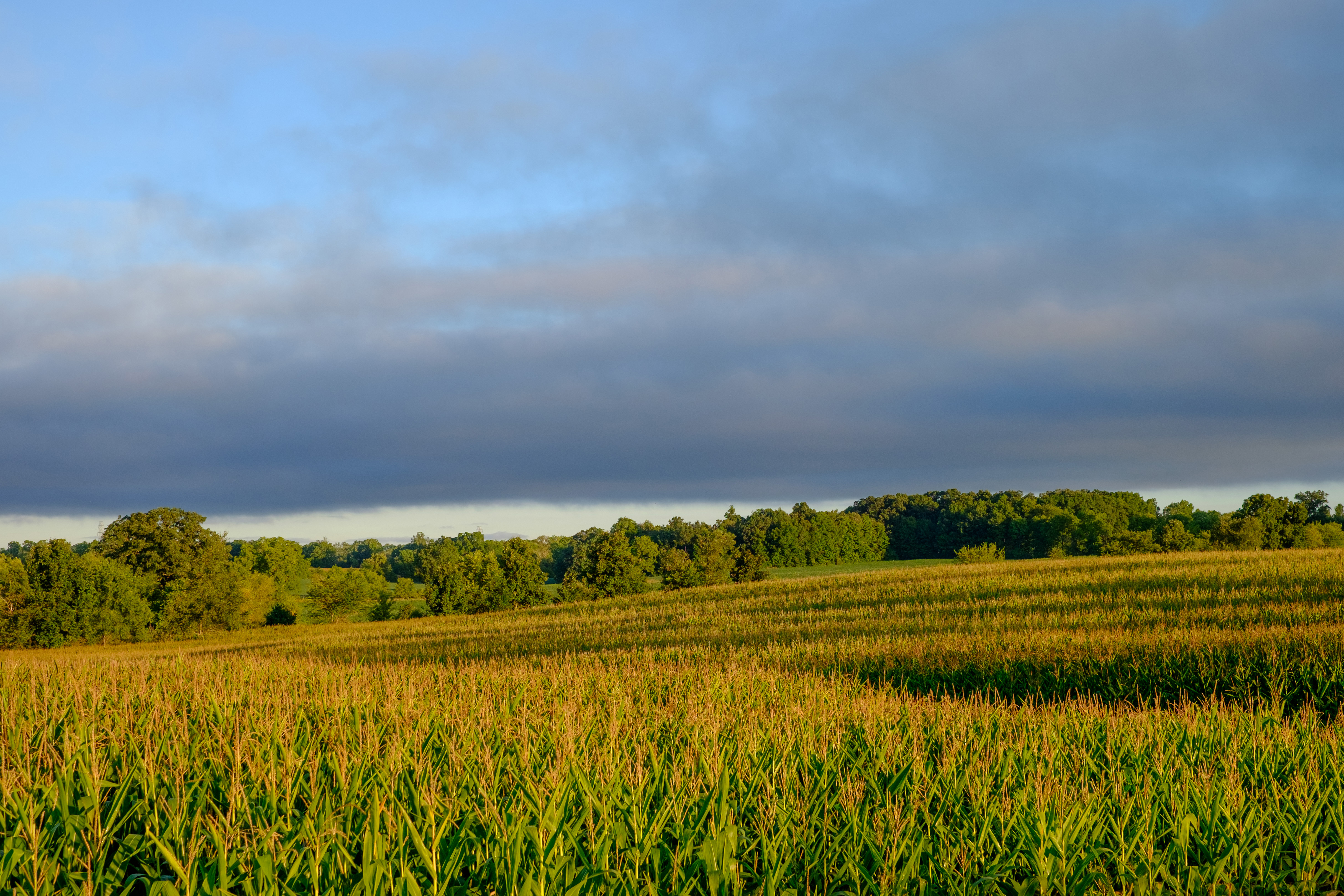 Guenther farm. Photo courtesy of the City of Ann Arbor. 