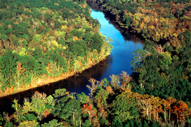 Forestland along the Neches River. Photo by Jay Brittain. 