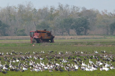Vermilion Parish Working Lands, Louisiana. Photo by Charles Payne.