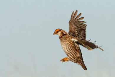 Lesser-prairie chicken in flight. Photo by Jacob Spendelow. 