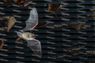 Bat at Sodalis Nature Preserve. Photo by Steve Orr. 