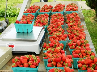 Bins of strawberries at Stacy Farm. Photo courtesy, Stacy family. 