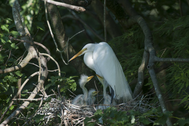 Photo courtesty of Audubon North Carolina/Walker Golder