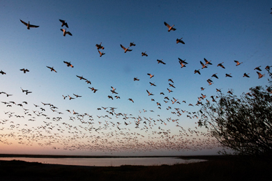 Nueces River Delta mudflats and brush. Photo courtesy of Coastal Bend Bays & Estuaries Program 
