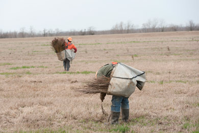 Tree planting at Red River NWR. Photo by Neil Johnson 