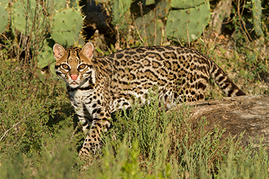 Photo by Seth-Patterson. Courtesy of USFWS
