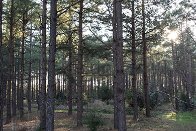 Newly purchased forestland near Sumter, SC. Photo by Jason Johnson. 