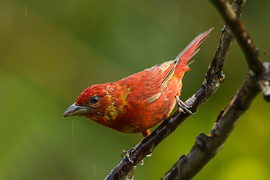 Summer Tanager. Photo by Francesco Veronesi. CC2.0
