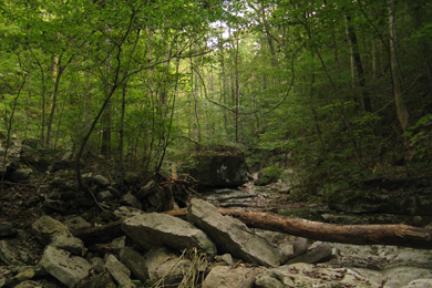 Photo courtesy of the Tennessee Division of Natural Areas
