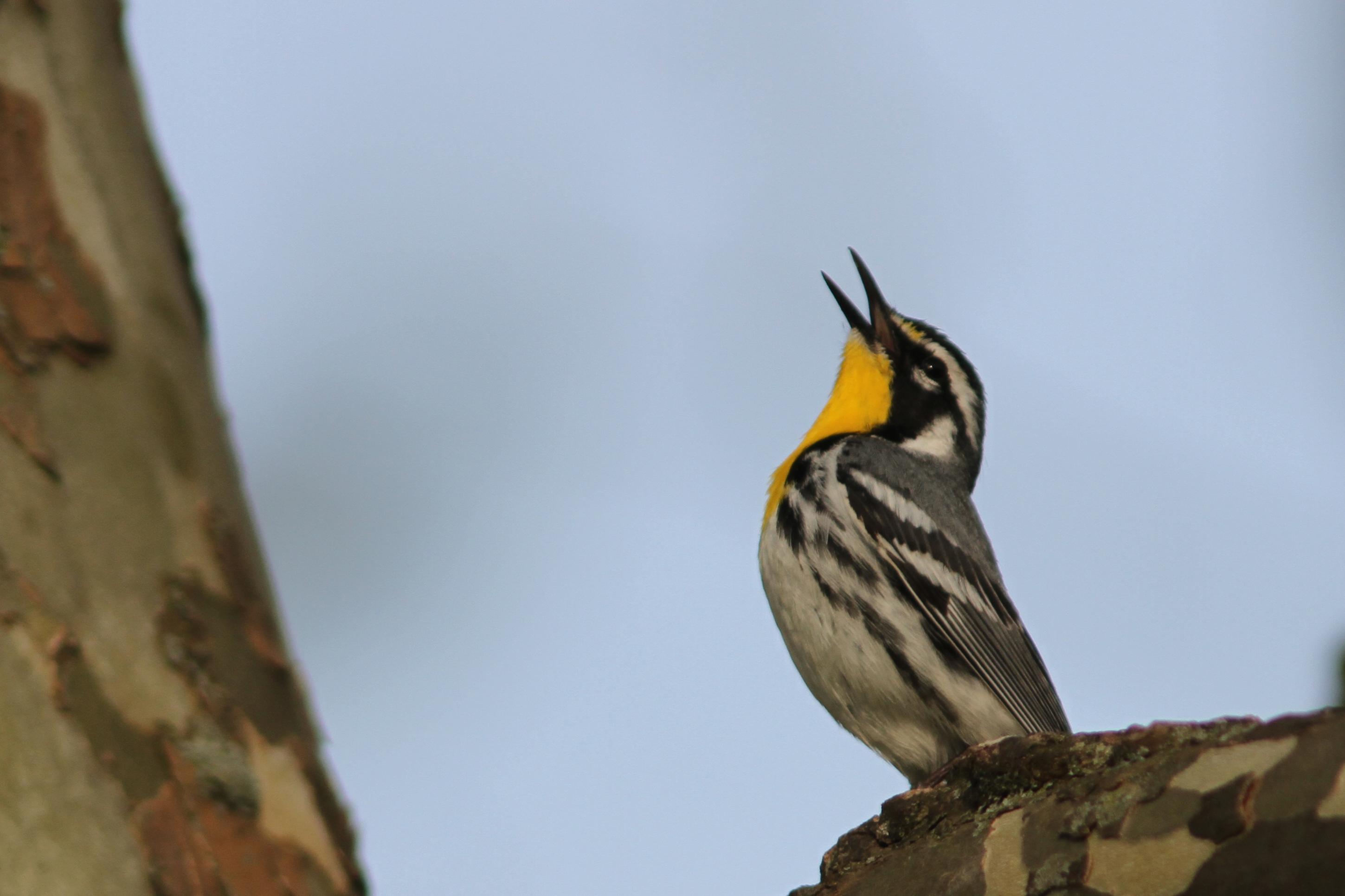 Yellow-throated warbler. Aaron Dollar/Flickr.com 