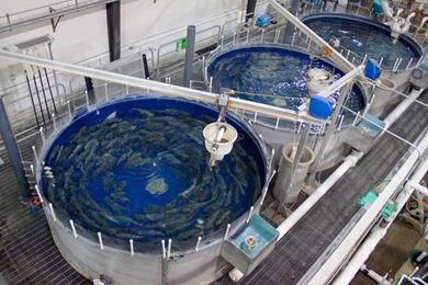 Recirclating aquaculture tanks at the Freshwater Institute 