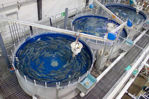 Land-Based Recirculating Aquaculture Systems
