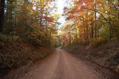 Oconee National Forest