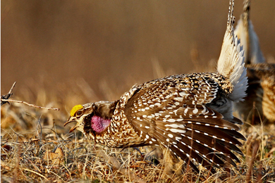 Sharp-tailed grouse. Photo by Larry Dau