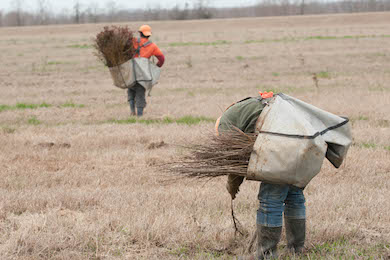 Go Zero tree planning at Red River National Wildlife Refuge. Photo by Sean Gardner.