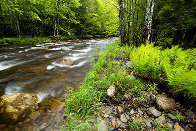 Working Forests