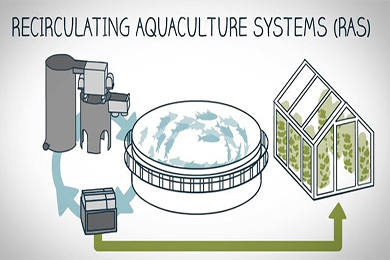 fish farming