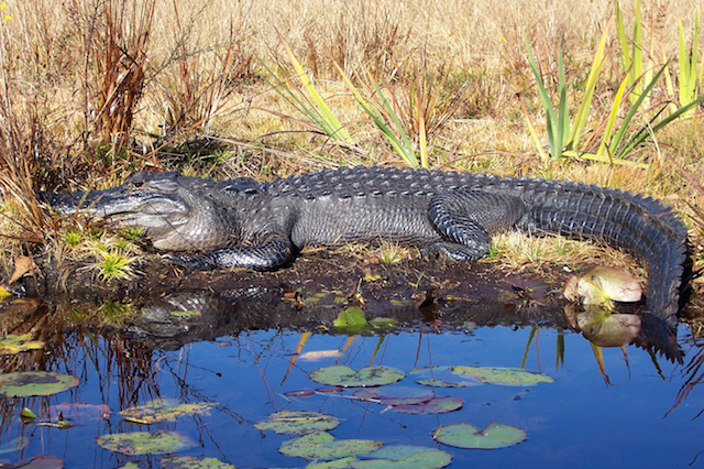 Alligator in Okefenokee National Wildlife Refuge wilderness, GA. Photo by Stacy Shelton, U.S. Fish and Wildlife Service.