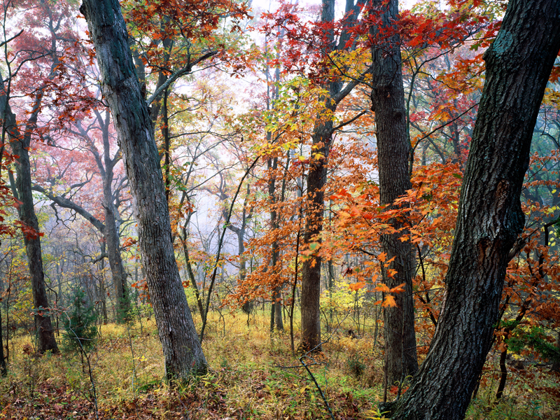 Baldwin Woods Kansas autumnforesttriptych  c Edward C. Robison III 