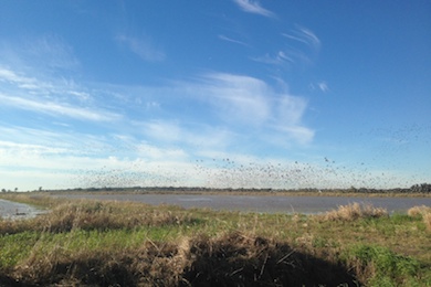Live Oak Farm