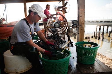 Clamming Operation 390x260