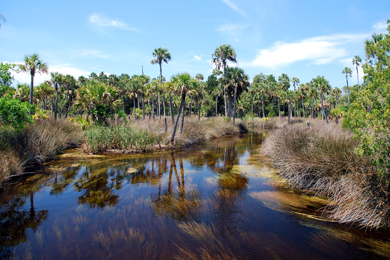 Safeguarding Forestland Along the Suwannee River