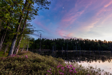 Chadbourne Forest, ME. Credit: EcoPhotography.