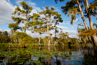 Maurepas Swamp Wildlife Management Area