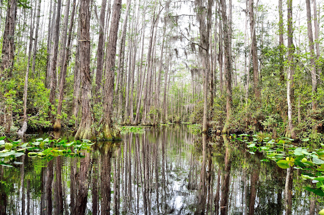 Okefenokee National Wildlife Refuge