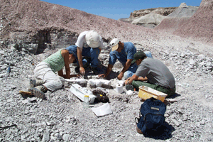 Paleo dig at Petrified Forest National Park, Arizona. Photo courtesy National Park Service. 